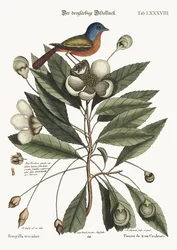 De Geschilderde Vink, 1749-73